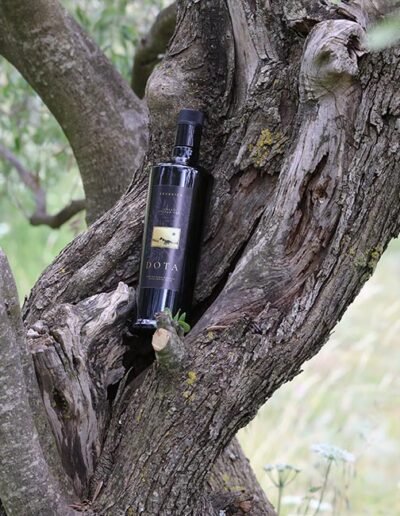 Opg Šunić - Dota - Foto 007